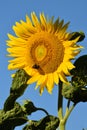 Blossom of a Sunflower (Helianthus annuus)