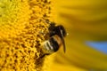 Sunflower (Helianthus annuus) - detail