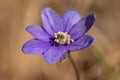 Close up of a single blue anemone flower in sunlight Royalty Free Stock Photo