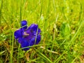 Close up of single blue enzian flower Gentiana acaulis in the green grass of Carpathians wild hills. Spring blooming Royalty Free Stock Photo