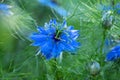 Close up of single blue flower of love-in-a-mist or ragged lady or devil in summer garden. Nigella damascena Royalty Free Stock Photo