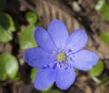 Close up single blue liverwort or kidneywort flower Anemone hep