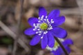 Close up single blue liverwort or kidneywort flower