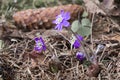 Close up single blue liverwort or kidneywort flower