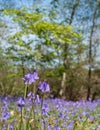 Close up of bluebell flower in a carpet of bluebells in spring, photographed at Pear Wood in Stanmore, Middlesex, UK