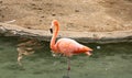 Close-up of single bright colorful flamingo standing on one leg in a pond