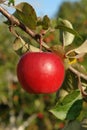 A close up of single bright red apple hanging from a tree in an orchard on a sunny autumn day