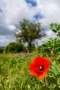 Close up of single bright red poppy during spring or summer