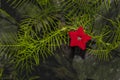 Single Red Star of Bethlehem Flower