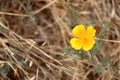 Close up of a single bright yellow California poppy with background of blurred grasses. Royalty Free Stock Photo