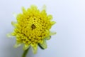 single bright yellow dahlia flower on a white background Royalty Free Stock Photo