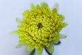 single bright yellow dahlia flower on a white background Royalty Free Stock Photo