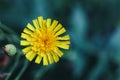 a single Hieracium, known by the common name hawkweed and classically as hierakion flower Royalty Free Stock Photo