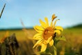 Close up of a single brightly colored sunflower Royalty Free Stock Photo