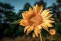 Close up of a single brightly colored sunflower Royalty Free Stock Photo