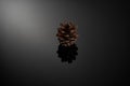 Close-up of a single brown pine cone resting on a black reflective background. Royalty Free Stock Photo