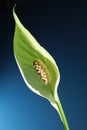 Close up of a single Calla Lily flower Royalty Free Stock Photo