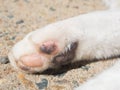 The Close up Single cat paw footpad on the ground. Royalty Free Stock Photo