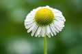 close-up of a single chamomile flower against a blurred green background