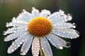 close-up of a single chamomile flower with morning dew