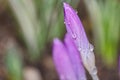 Close-up of a single closed blossom of a purple crocus with drops of water Royalty Free Stock Photo