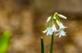 A close up of a single cluster of whitebells in an English wood in Leicestershire