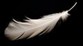 Close up of a single , colored feather isolated on a single color background