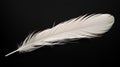 Close up of a single , colored feather isolated on a single color background