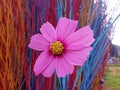 Close up, Single cosmos flower pink color flower blossom blooming soft blur colourful background for stock photo, houseplant, Royalty Free Stock Photo