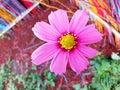 Close up, Single cosmos flower pink color flower blossom blooming soft blur colourful background for stock photo, houseplant, Royalty Free Stock Photo