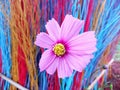 Close up, Single cosmos flower pink color flower blossom blooming soft blur colourful background for stock photo, houseplant, Royalty Free Stock Photo