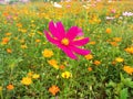 Close up, Single cosmos flower pink color flower blossom blooming soft blurred background for stock photo, houseplant, spring