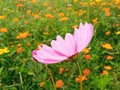 Close up, Single cosmos flower pink color flower blossom blooming soft blurred background for stock photo, houseplant, spring