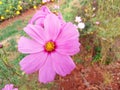 Close up, Single cosmos flower pink color flower blossom blooming soft blurred background for stock photo, houseplant, spring Royalty Free Stock Photo