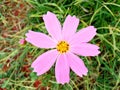 Close up, Single cosmos flower pink color flower blossom blooming soft blurred background for stock photo, houseplant, spring Royalty Free Stock Photo