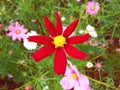 Close up, Single cosmos flower red color flower blossom blooming soft blurred background for stock photo, houseplant, spring Royalty Free Stock Photo