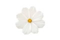 Close up, Single cosmos flower white color flower blossom blooming isolated on white background for stock photo, houseplant,