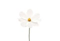 Close up, Single cosmos flower white color flower blossom blooming isolated on white background for stock photo, houseplant,