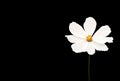 Close up, Single cosmos flower white color flower blossom blooming isolated on black background for stock photo, houseplant,