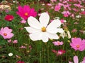 Close up, Single cosmos flower white color flower blossom blooming soft blurred background for stock photo, houseplant, spring