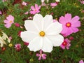 Close up, Single cosmos flower white color flower blossom blooming soft blurred background for stock photo, houseplant, spring Royalty Free Stock Photo