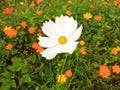 Close up, Single cosmos flower white color flower blossom blooming soft blurred background for stock photo, houseplant, spring
