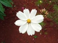Close up, Single cosmos flower white color flower blossom blooming soft blurred background for stock photo, houseplant, spring Royalty Free Stock Photo