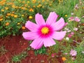 Close up, Single cosmos flower white pink color flower blossom blooming soft blurred background for stock photo, houseplant, Royalty Free Stock Photo