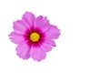 Close-up single Cosmos pink-purple flower isolated on white background. Royalty Free Stock Photo