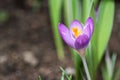 Close-up of single crocus flower in bloom