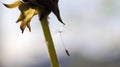 Close up of a single cypsela seed of dandelion Royalty Free Stock Photo