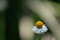 Close-up of single daisy flower against dark background Royalty Free Stock Photo