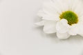 Close up of a single daisy flower against a white background. Royalty Free Stock Photo