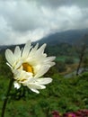 Close up of a single daisy flower on mountain background an cloudy sky. Royalty Free Stock Photo